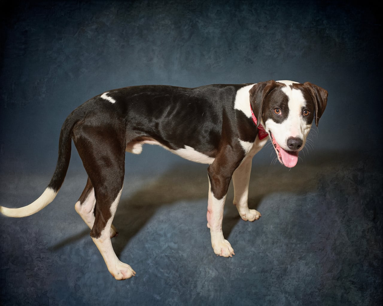 CLIFF, a Pit Bull