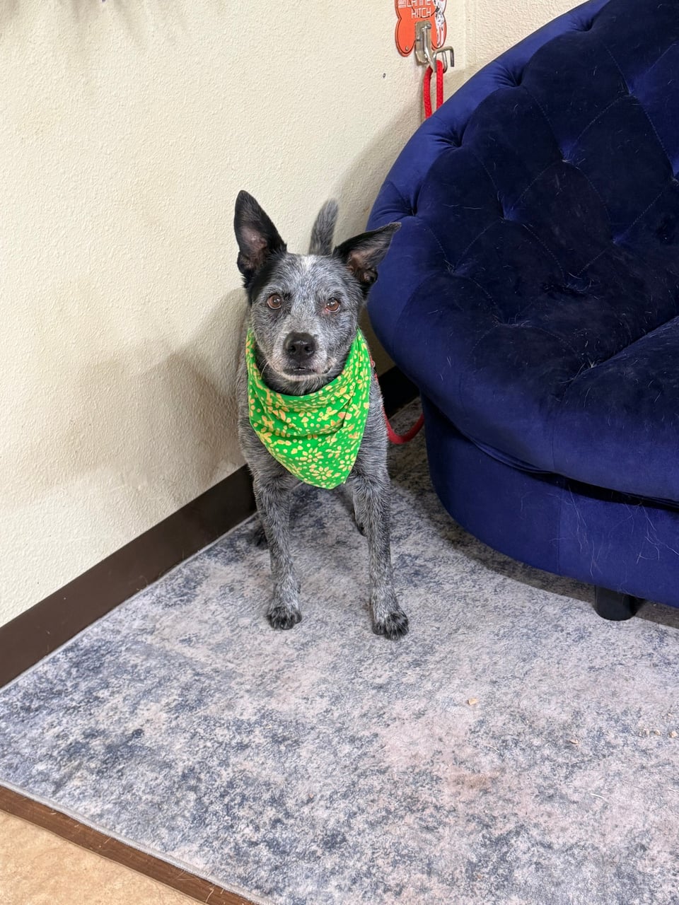JASPER, a Australian Cattle Dog