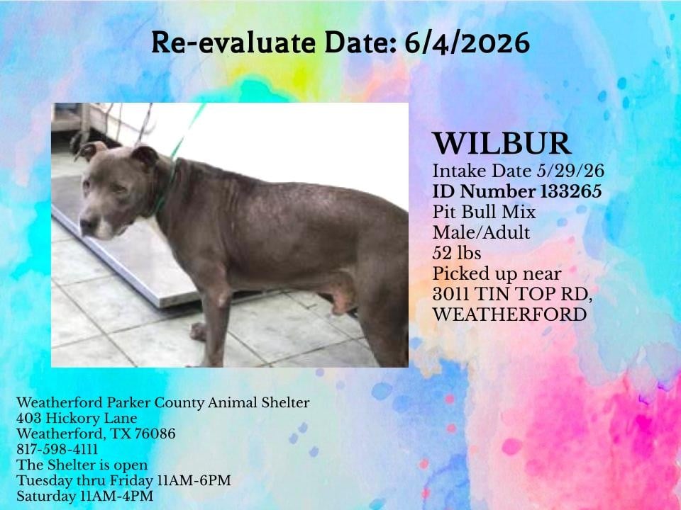WILBUR, a Pit Bull