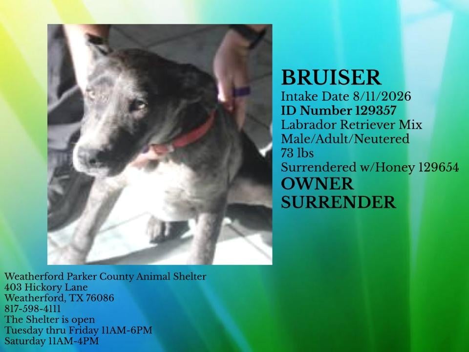 Additional photo of BRUISER