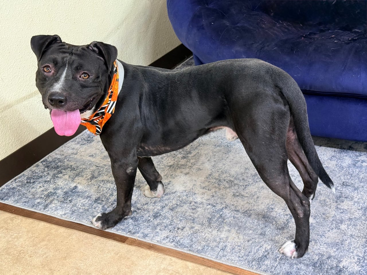 Additional photo of ODIN