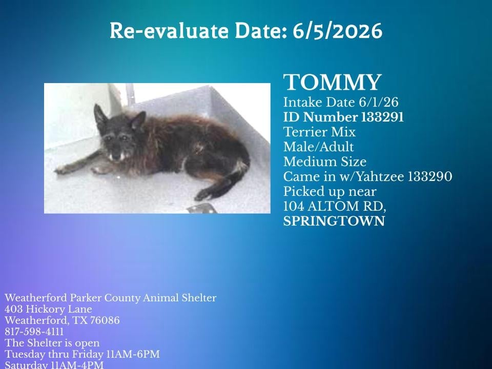 TOMMY, a Terrier