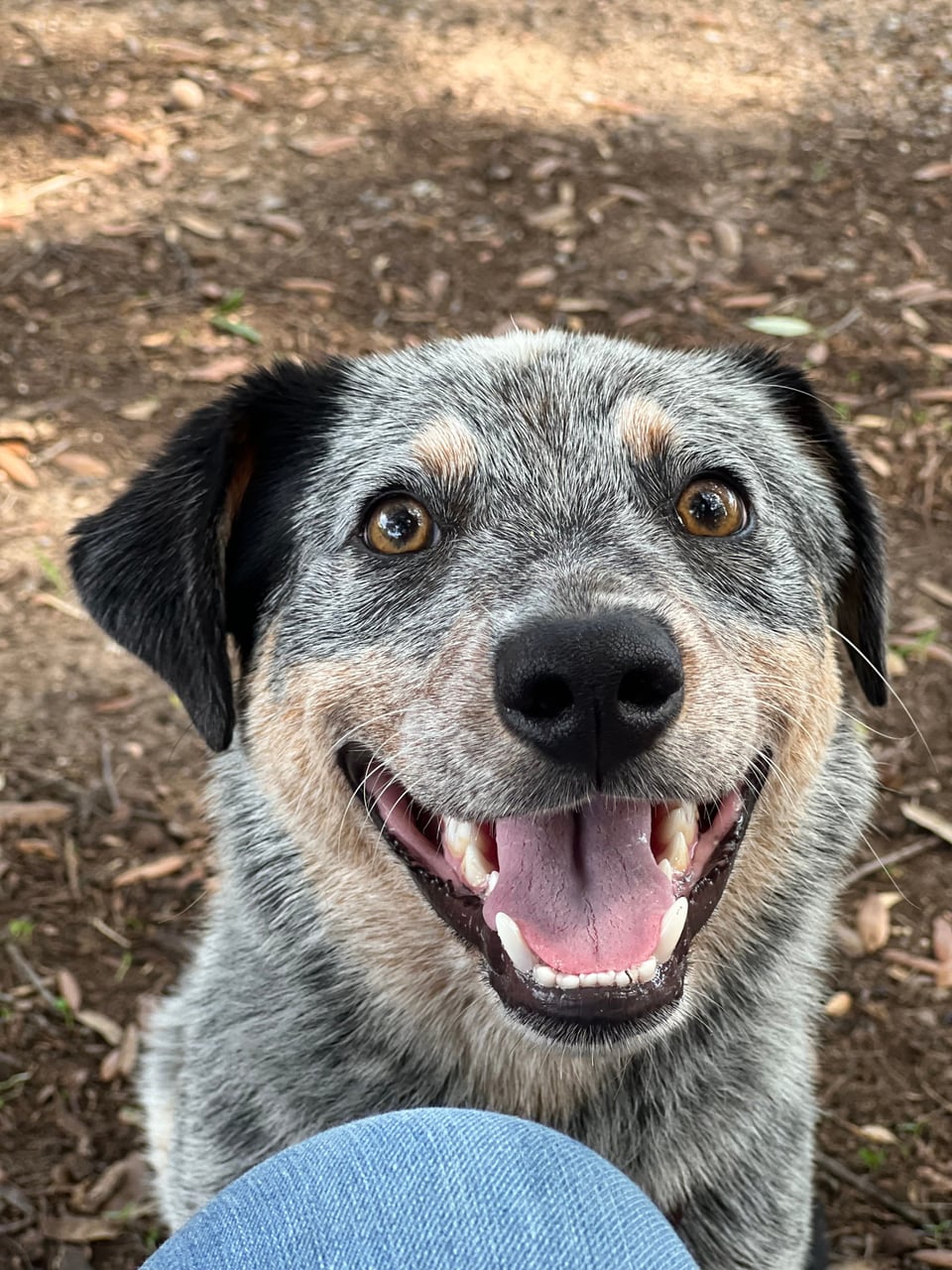 BOADIE, a Dachshund