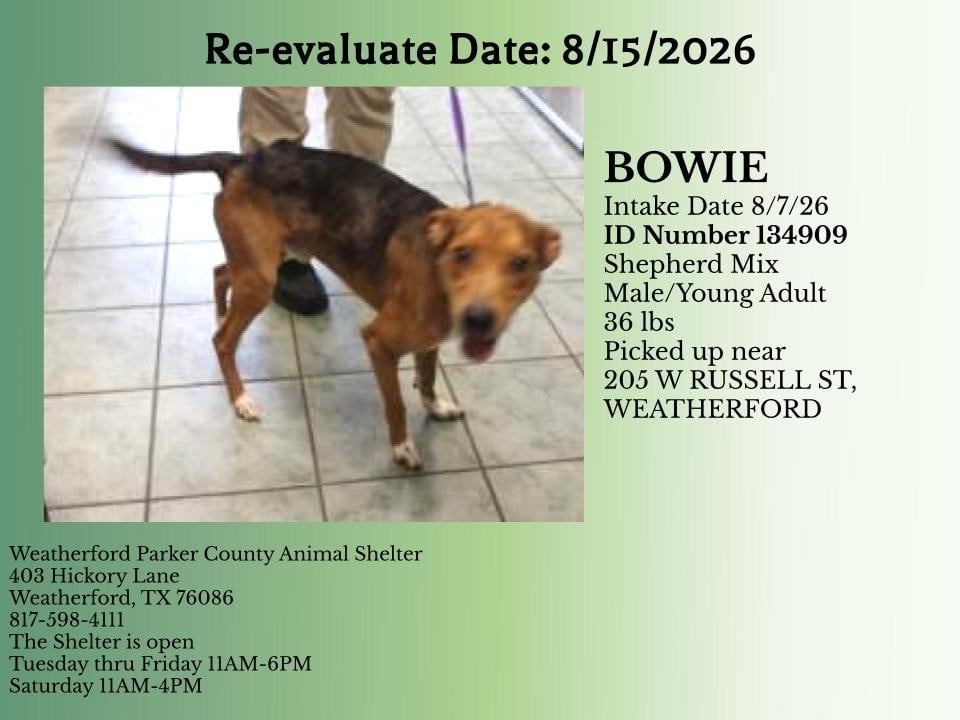 Additional photo of BOWIE