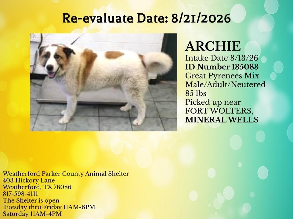 Additional photo of ARCHIE