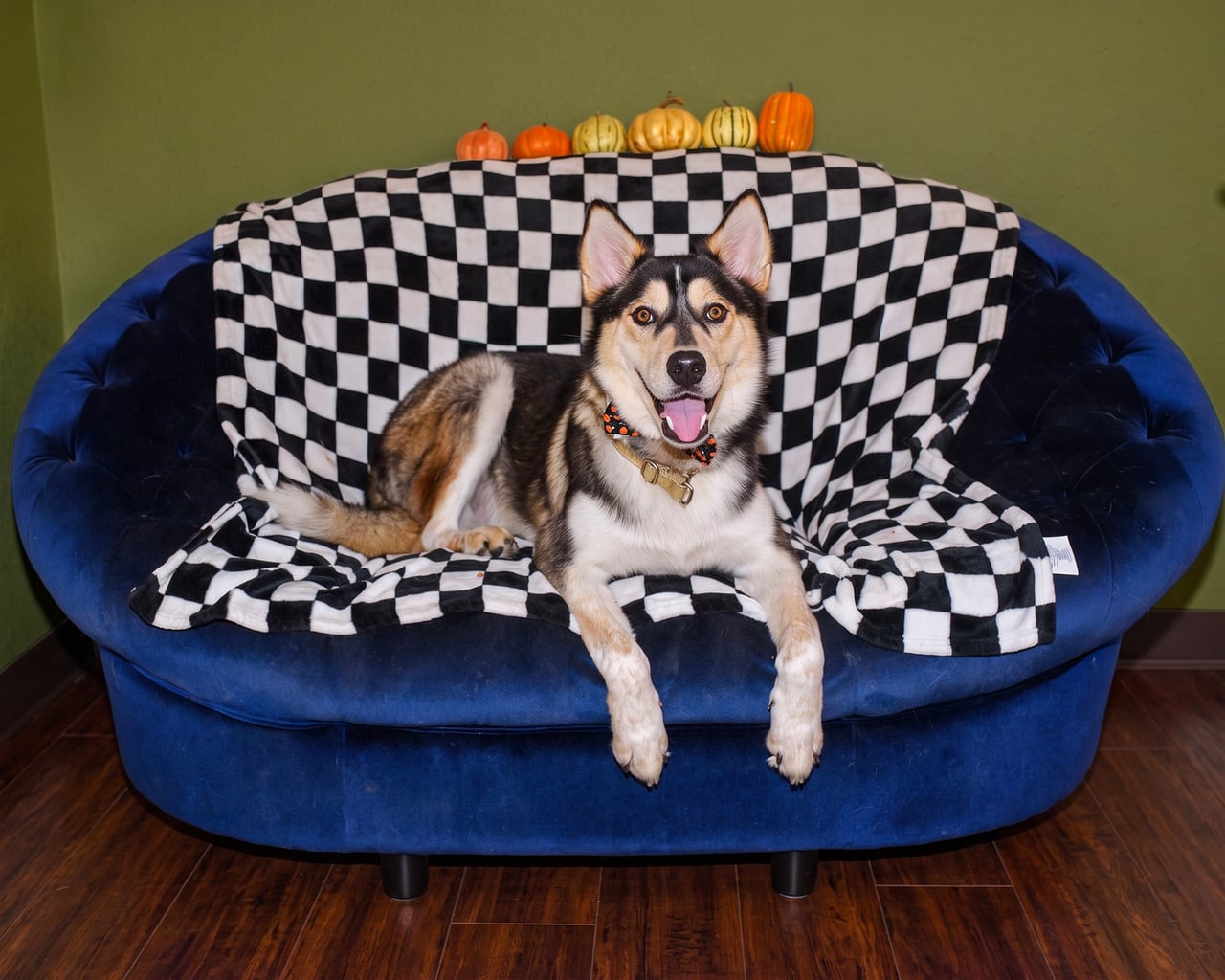 RILO, a Shepherd
