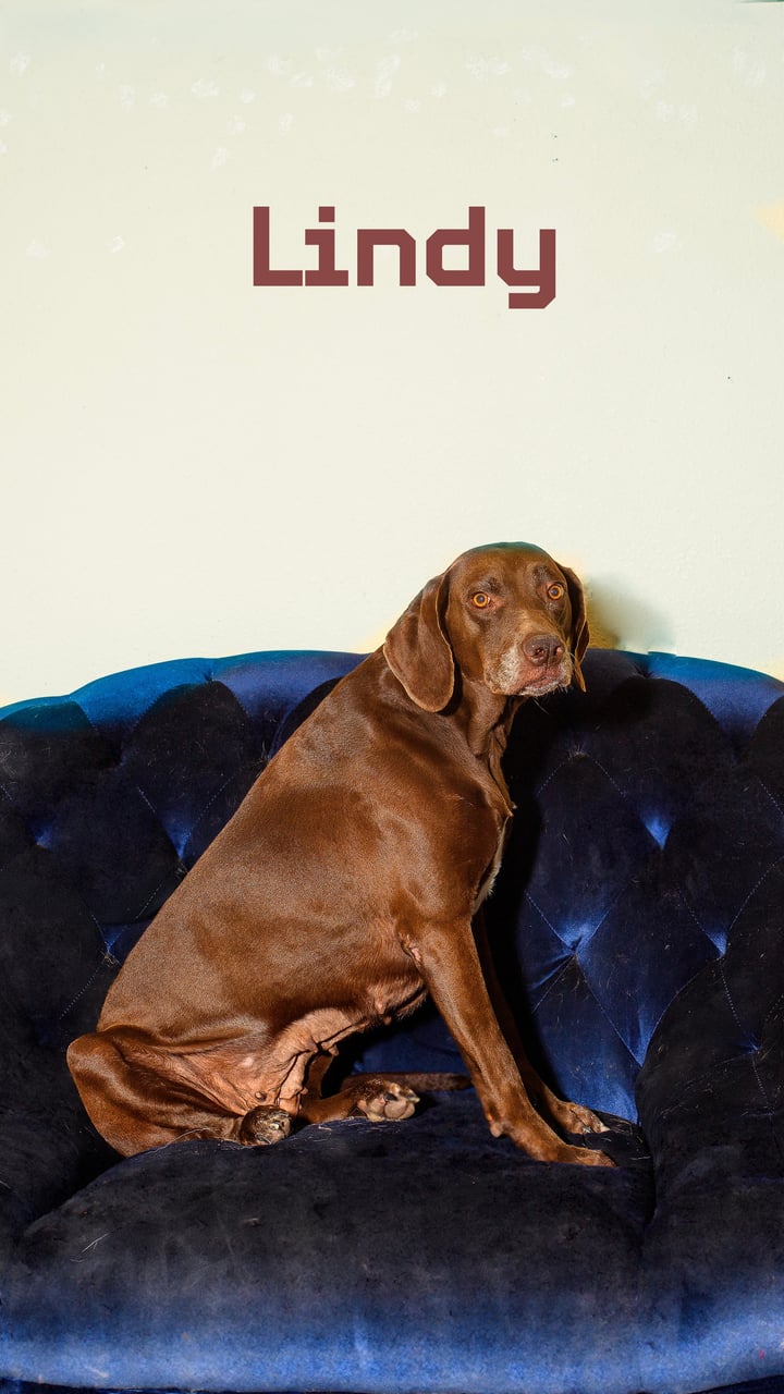 Additional photo of LINDY