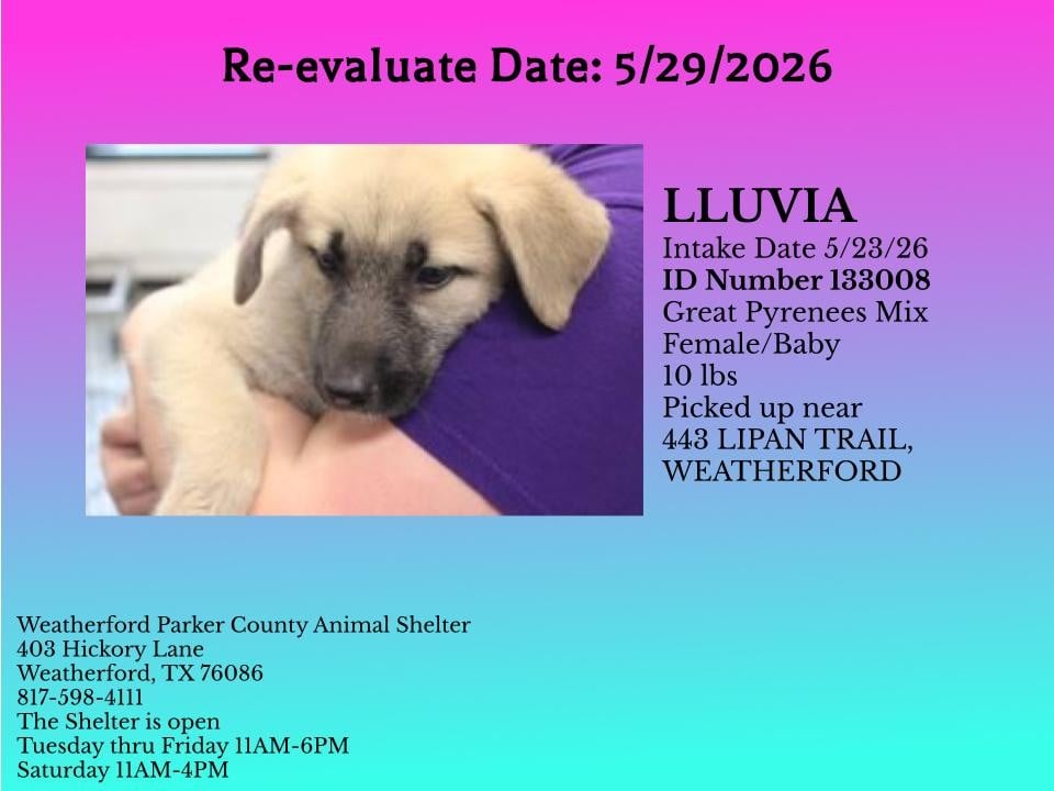 LLUVIA, a Great Pyrenees