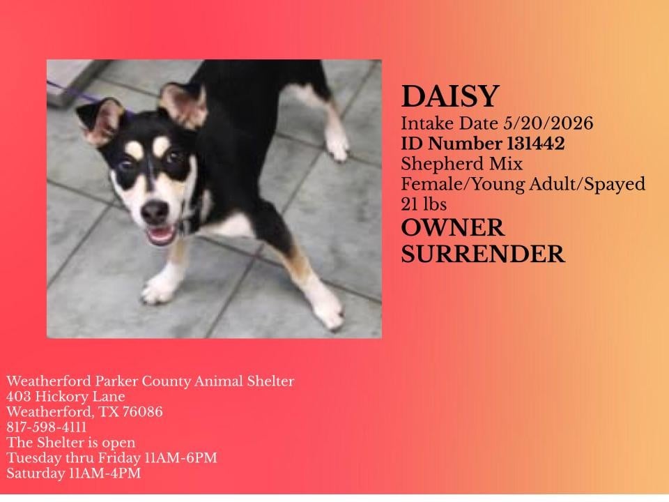 DAISY, a Shepherd