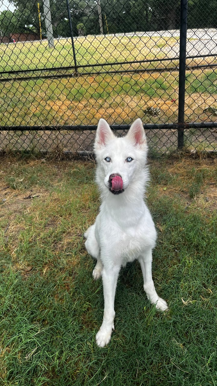 Additional photo of STELLA