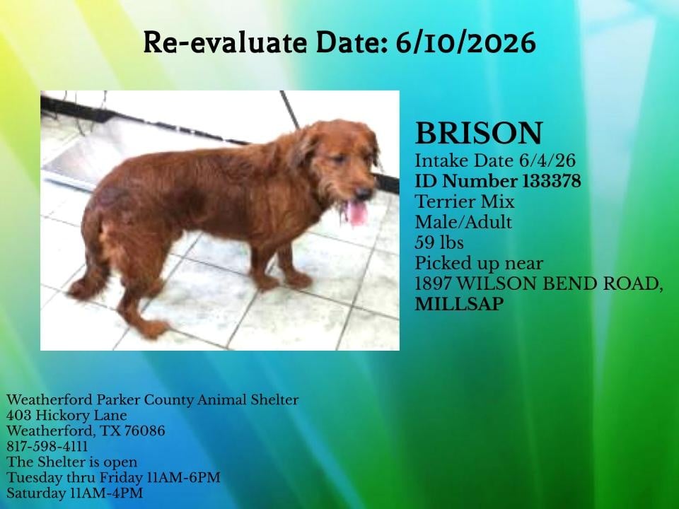 BRISON, a Terrier