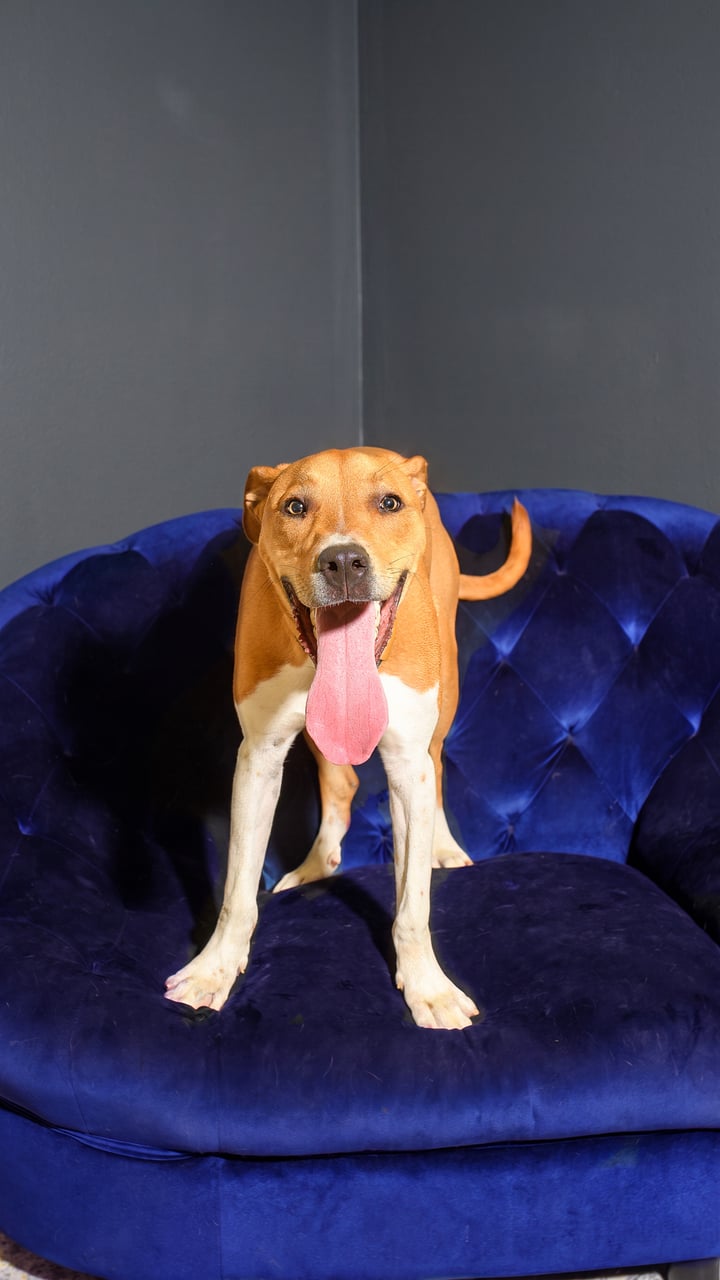 Additional photo of GUMBO