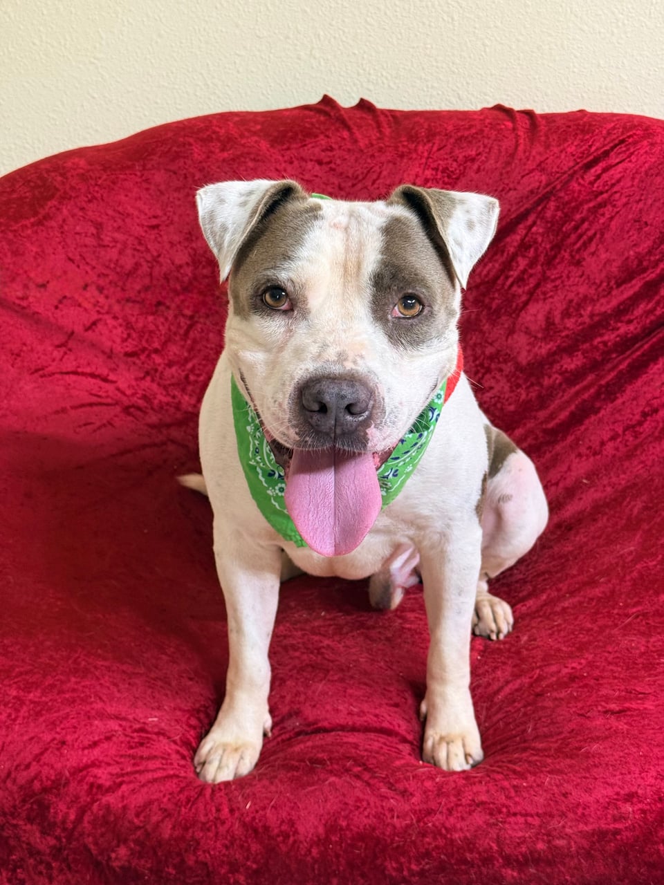 KALE, a Pit Bull