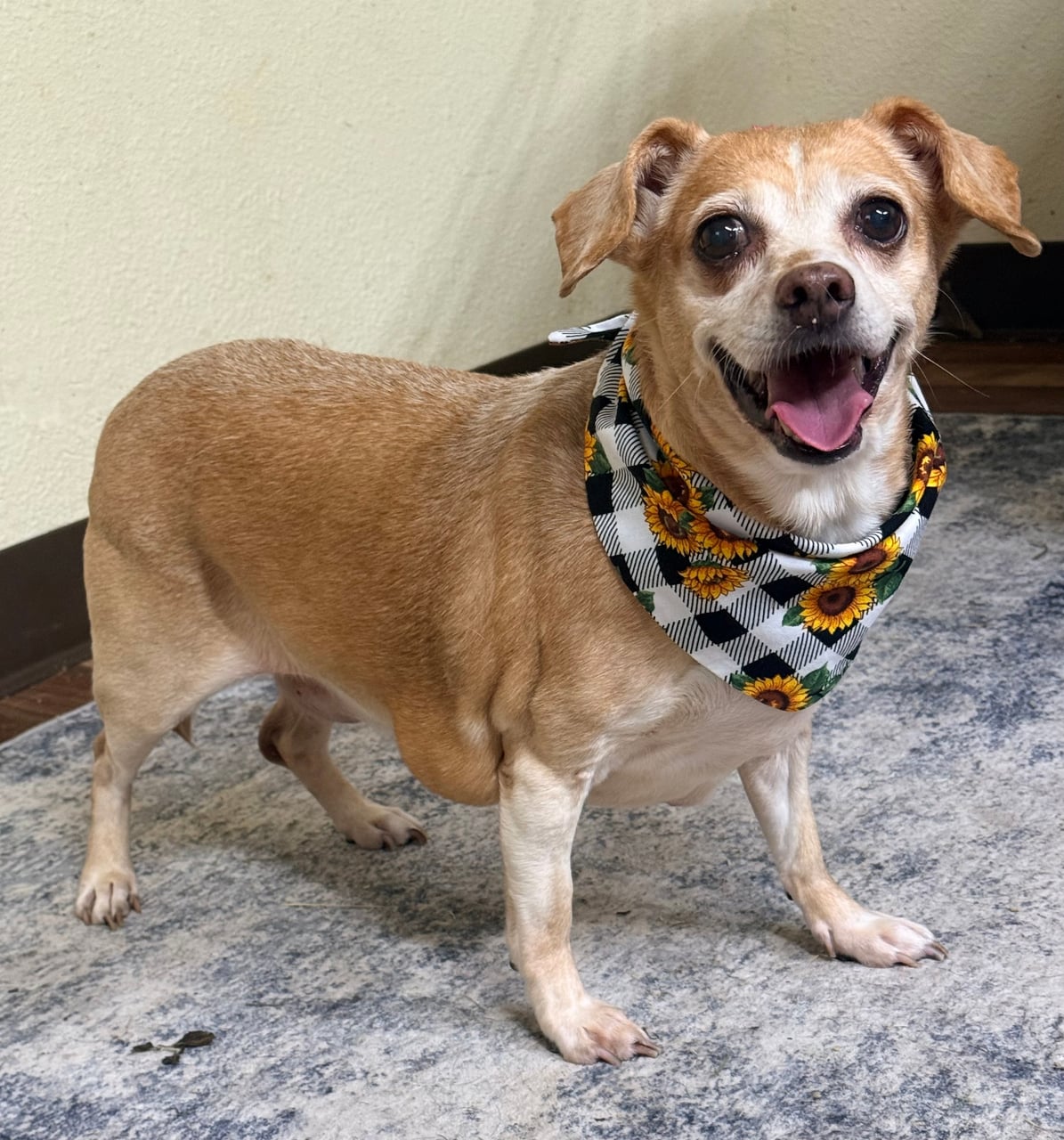 DAISY
