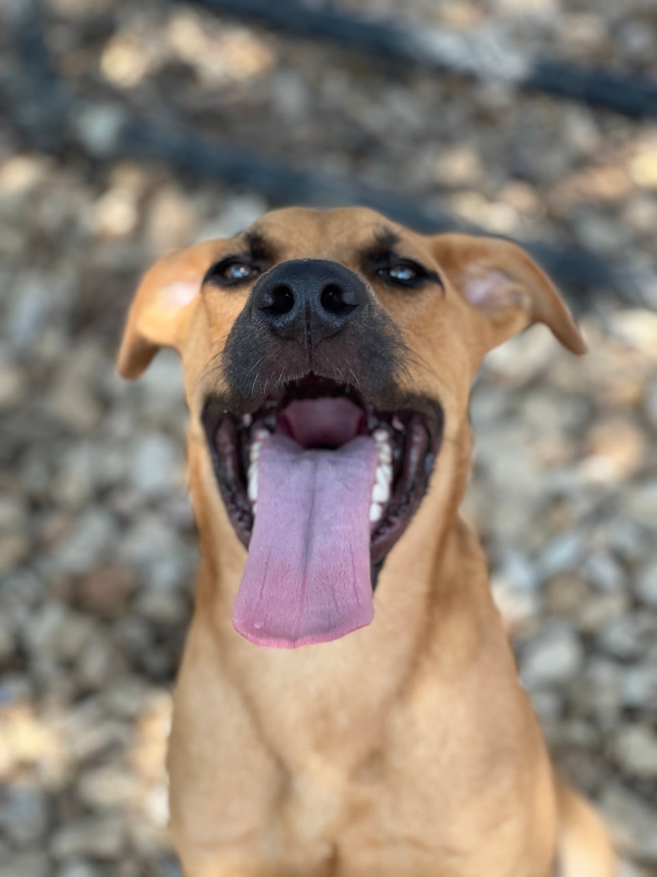 MERLE