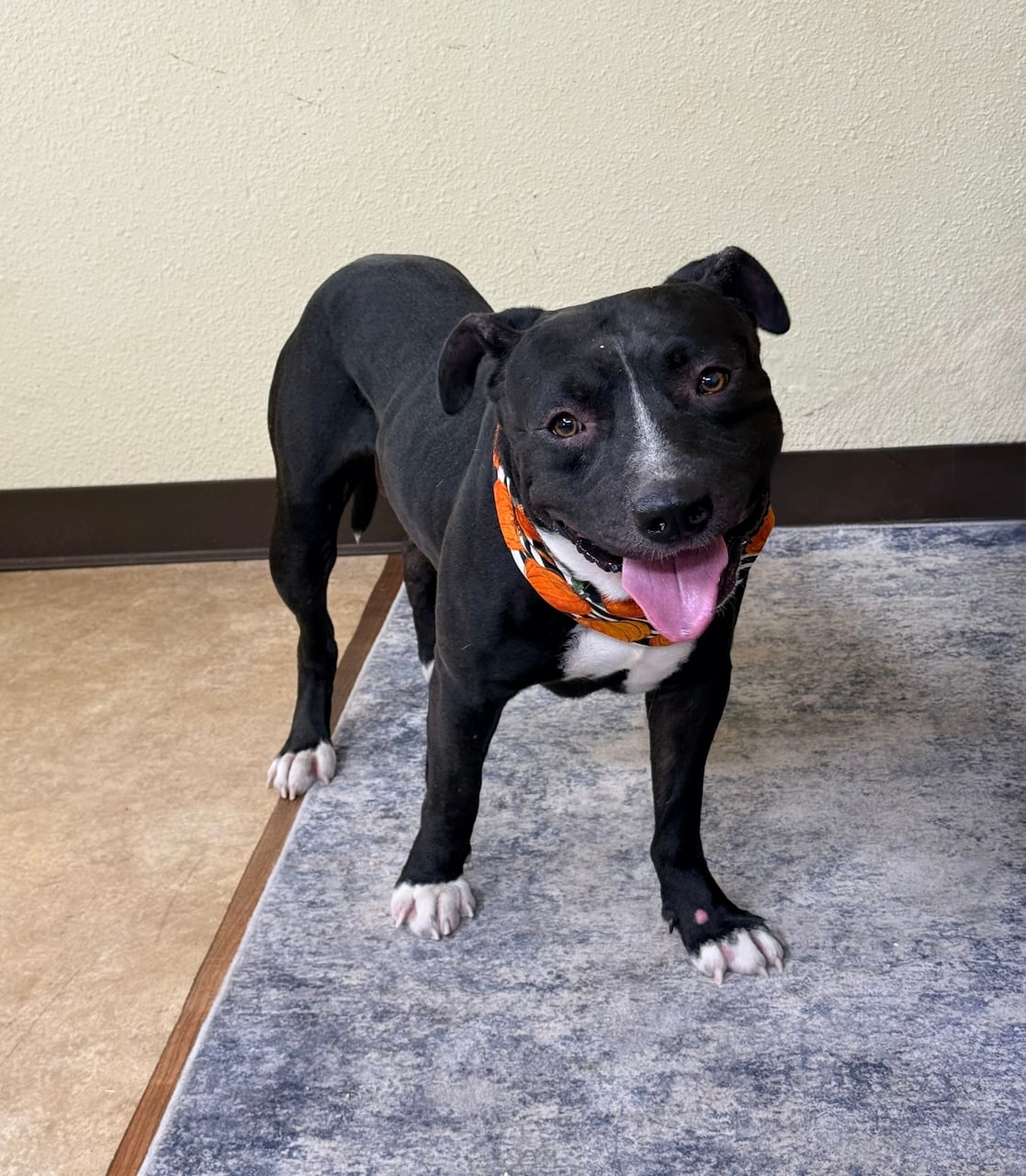 ODIN, a Pit Bull