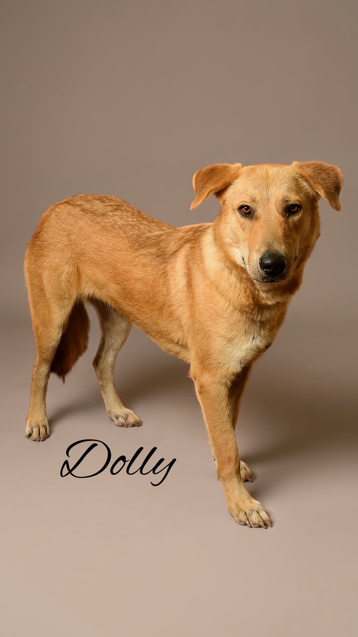 Additional photo of DOLLY