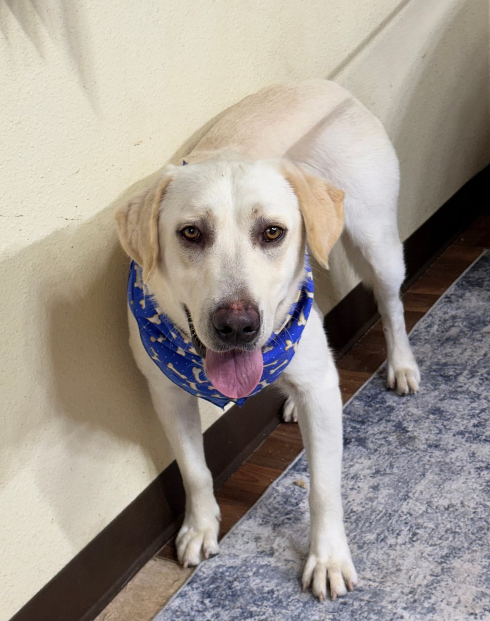 MARTIN, a Labrador Retriever