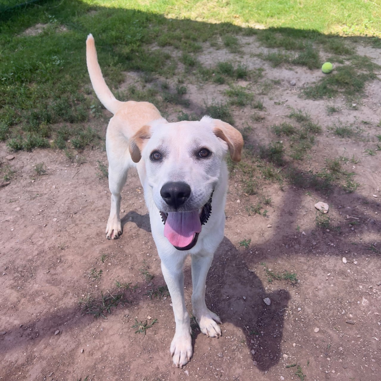 GEMINI, a Labrador Retriever