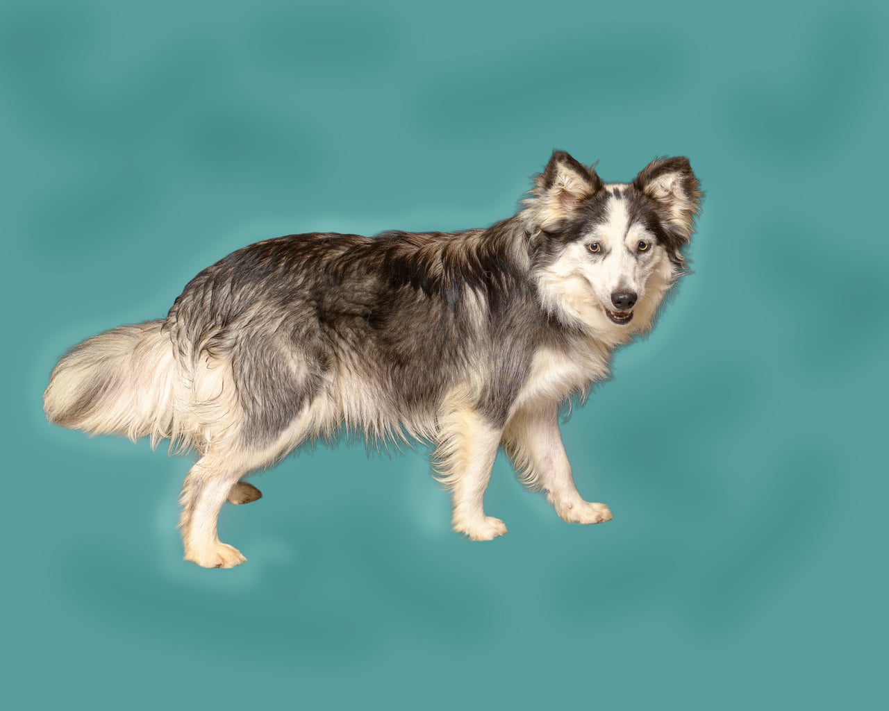 Sid | Collie | Dog