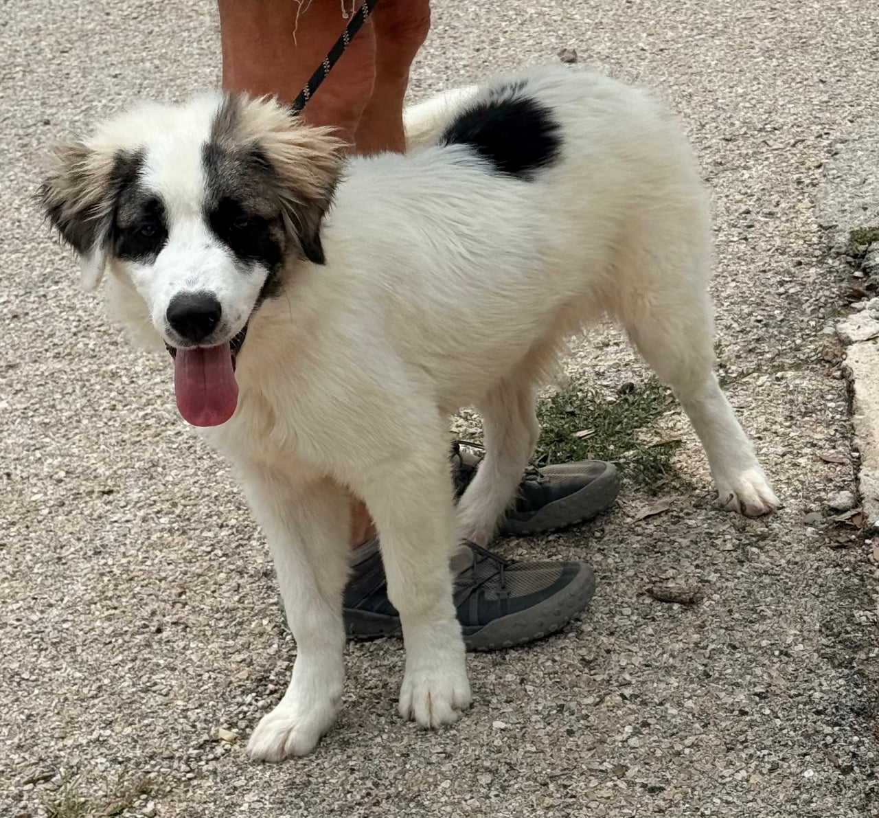 Additional photo of CORKY