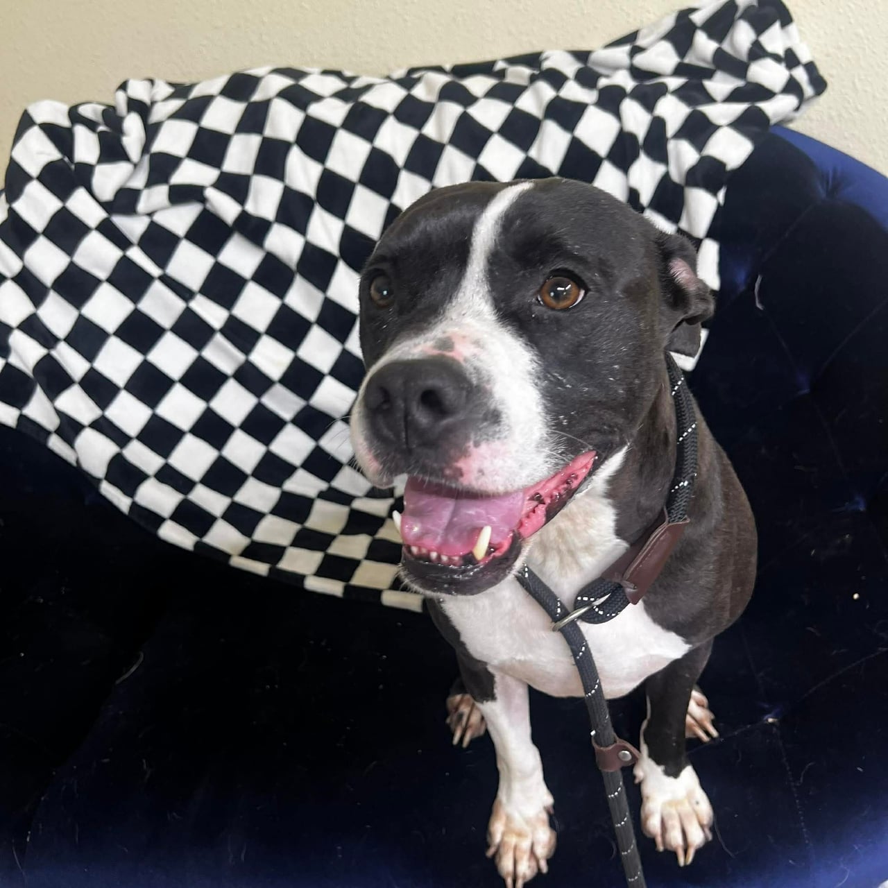 Additional photo of ATLAS