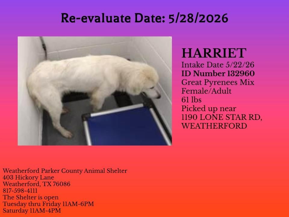 HARRIET, a Great Pyrenees