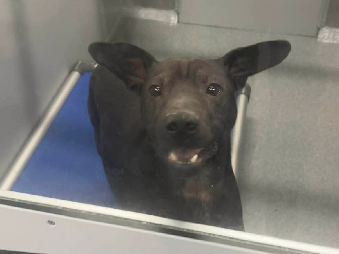 Additional photo of BUENO