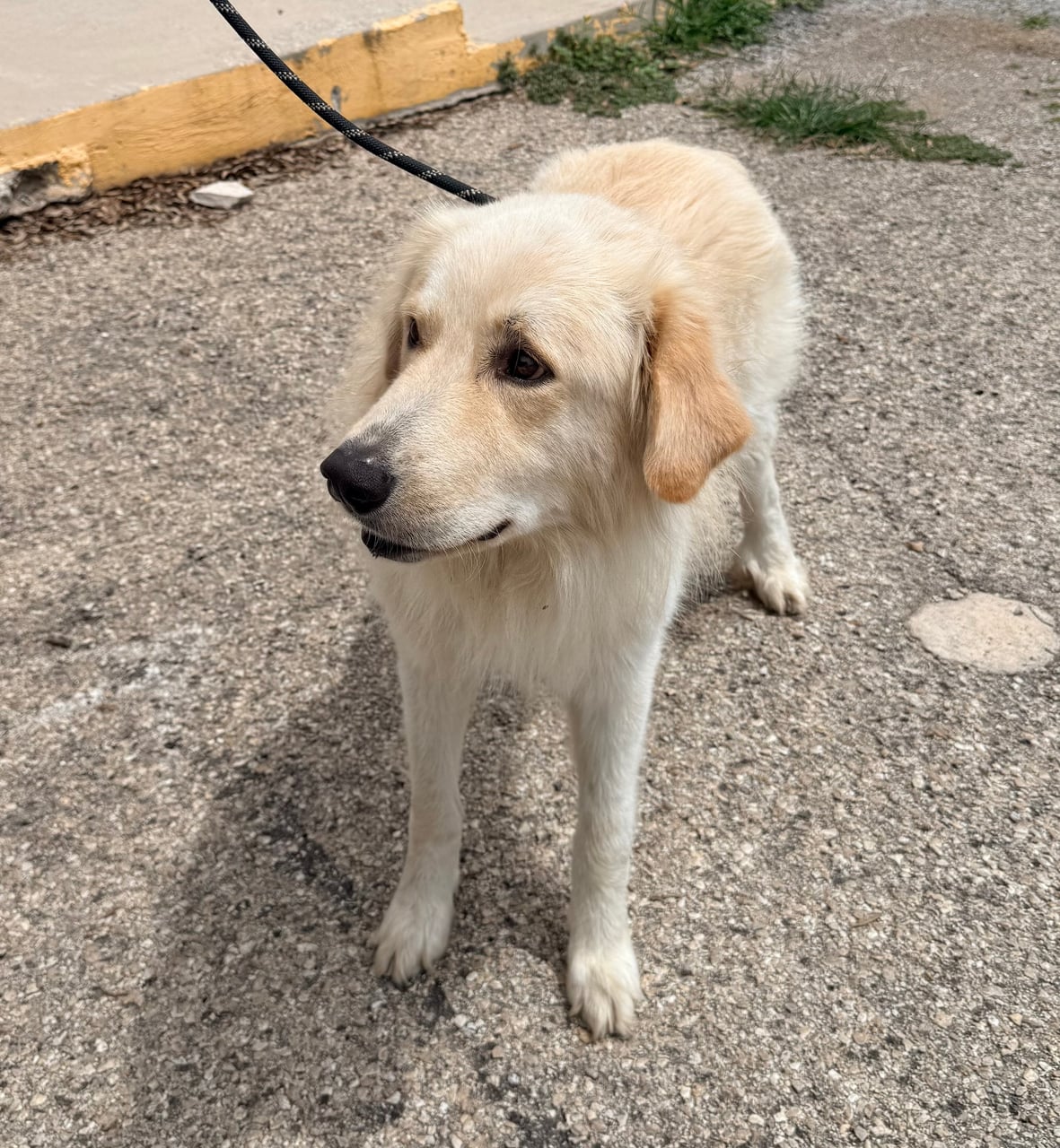 MAX, a Great Pyrenees