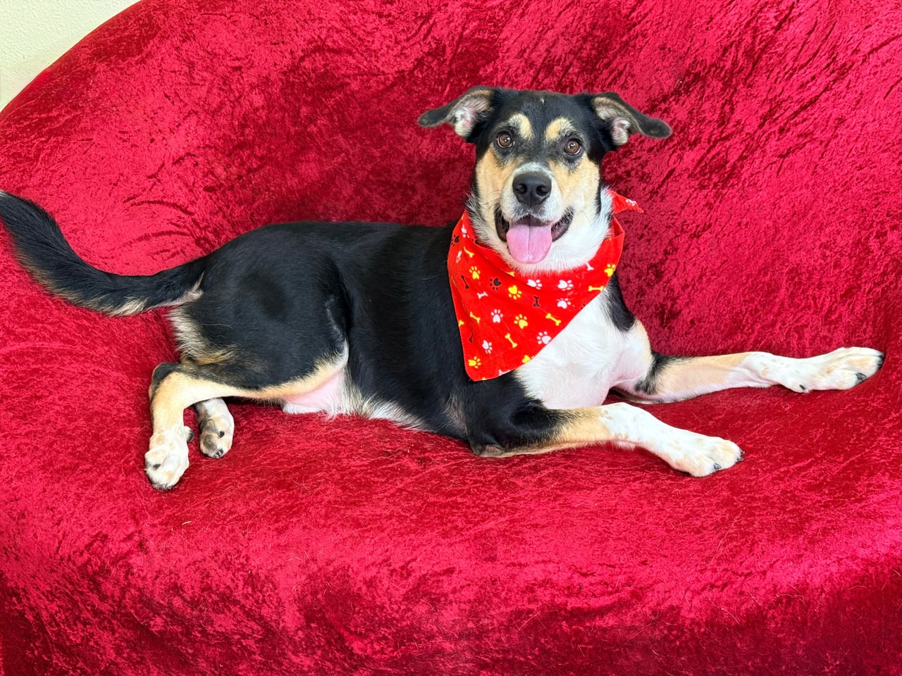 DOBY, a Australian Shepherd