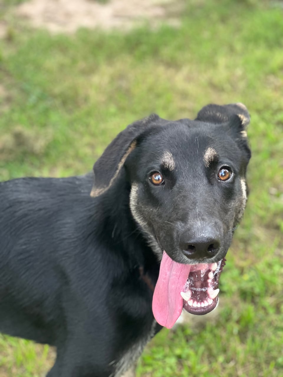 KLAUS, a Shepherd