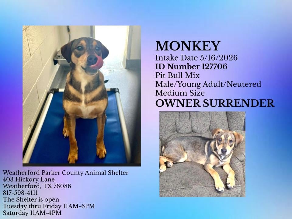 Additional photo of MONKEY