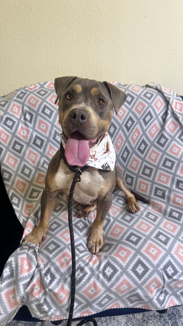 BETSY, a Pit Bull