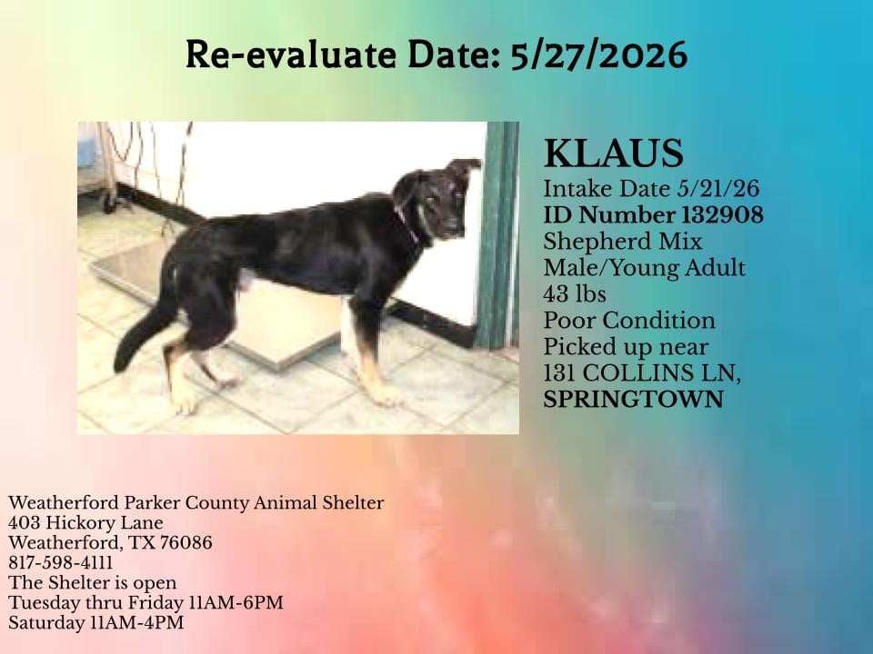 Additional photo of KLAUS