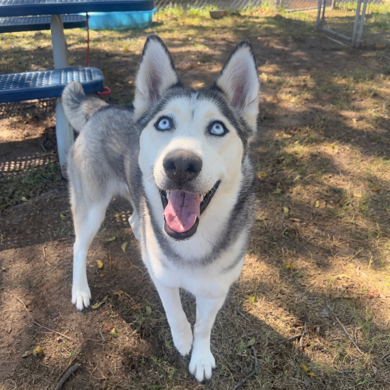 LUNA, a Husky
