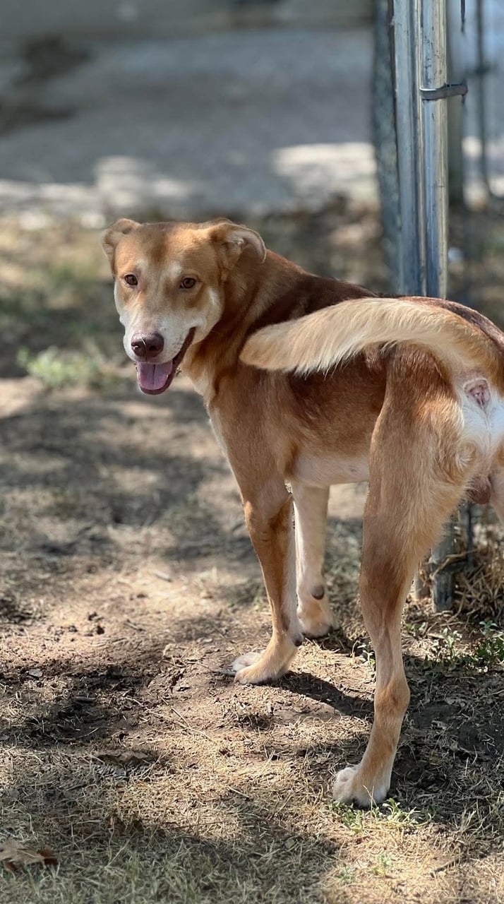 Additional photo of RUGER