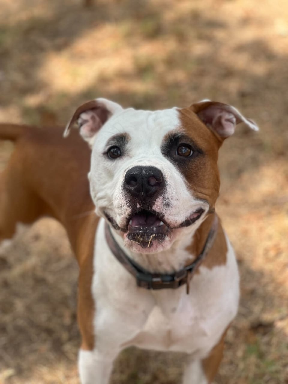 BUBBA, a Pit Bull