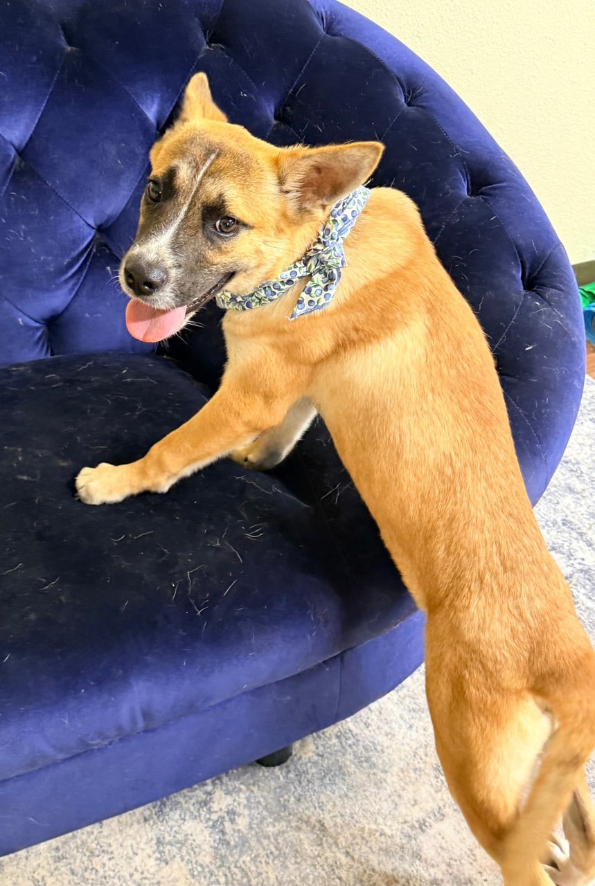 Additional photo of NACHO