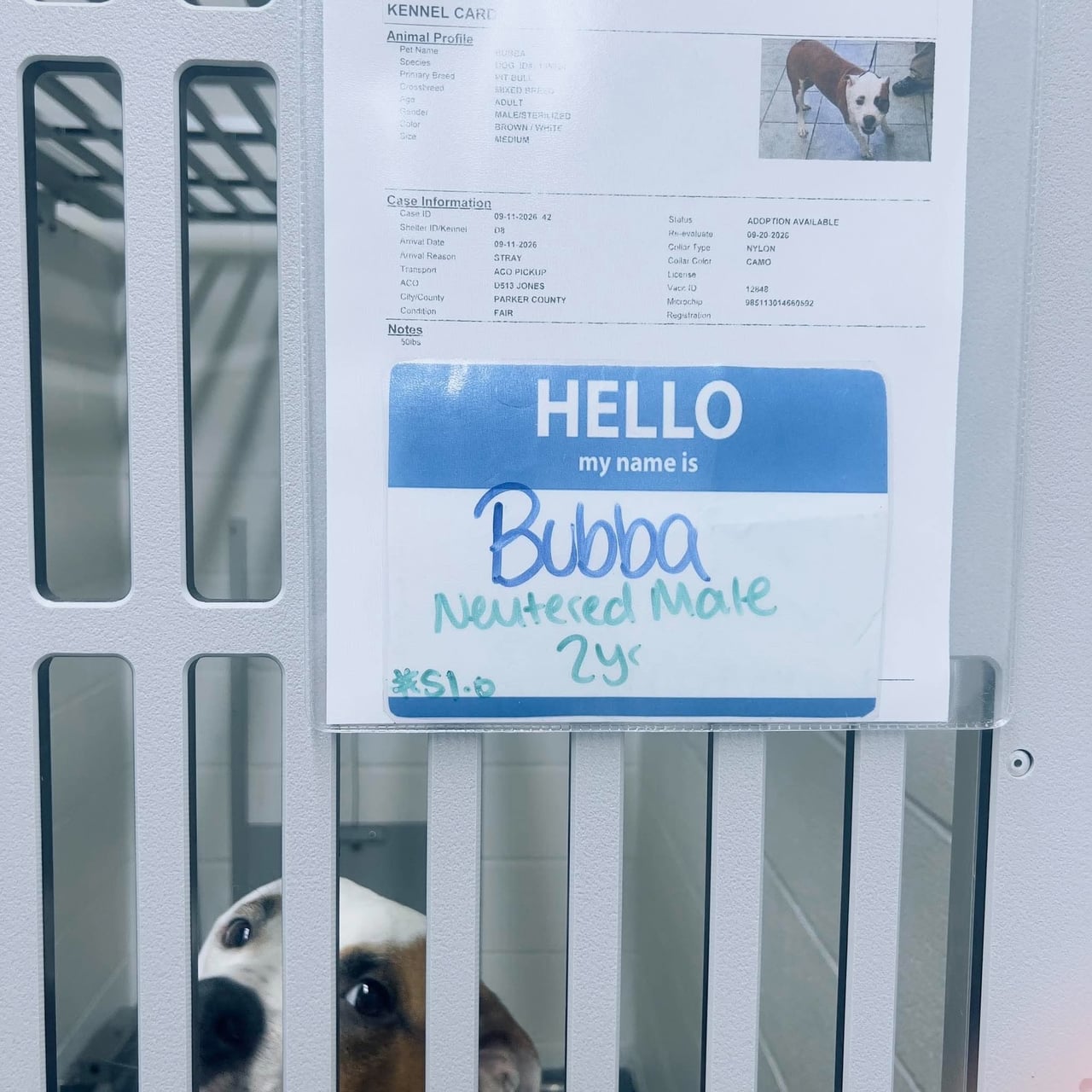 Additional photo of BUBBA
