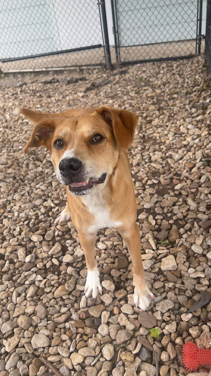 OLIVER, a Labrador Retriever