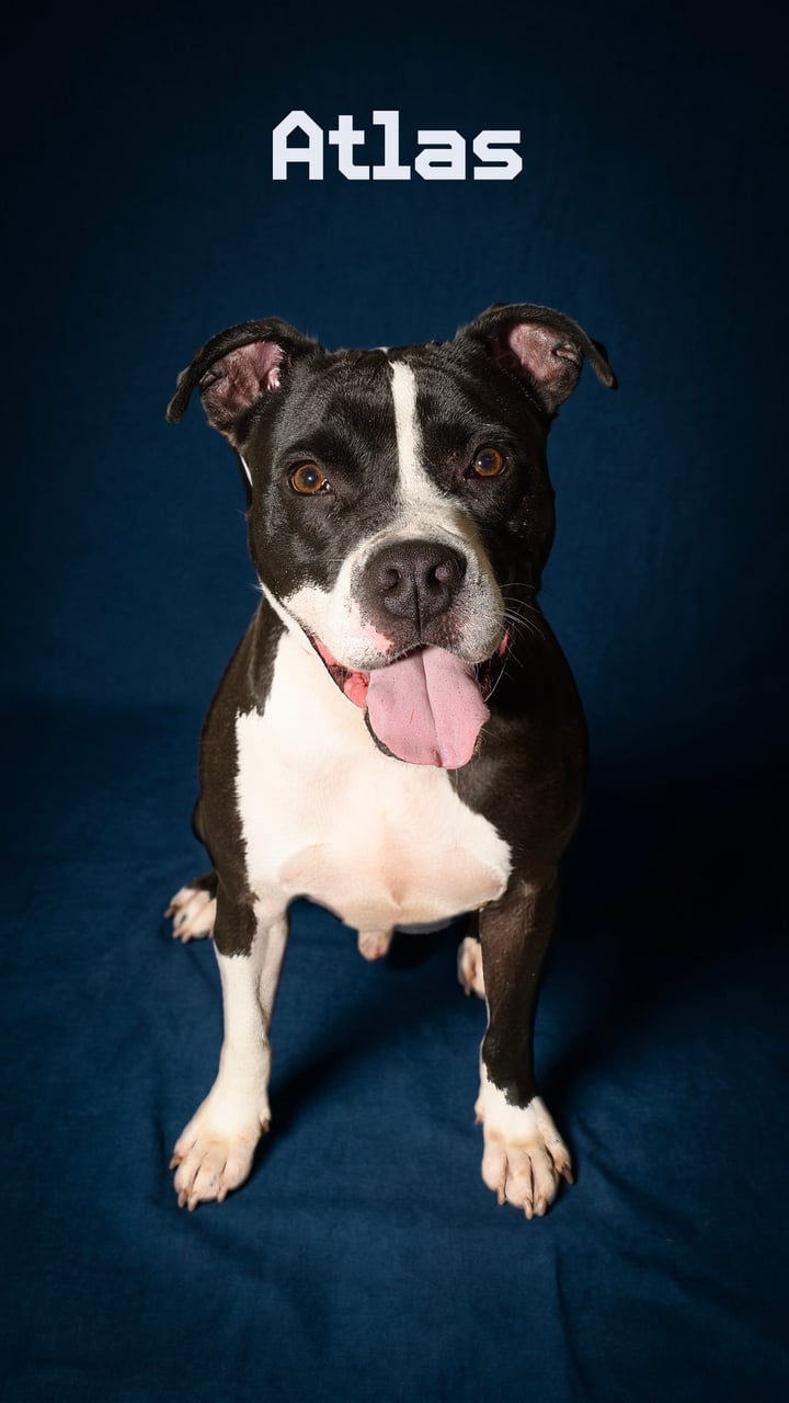 Additional photo of ATLAS