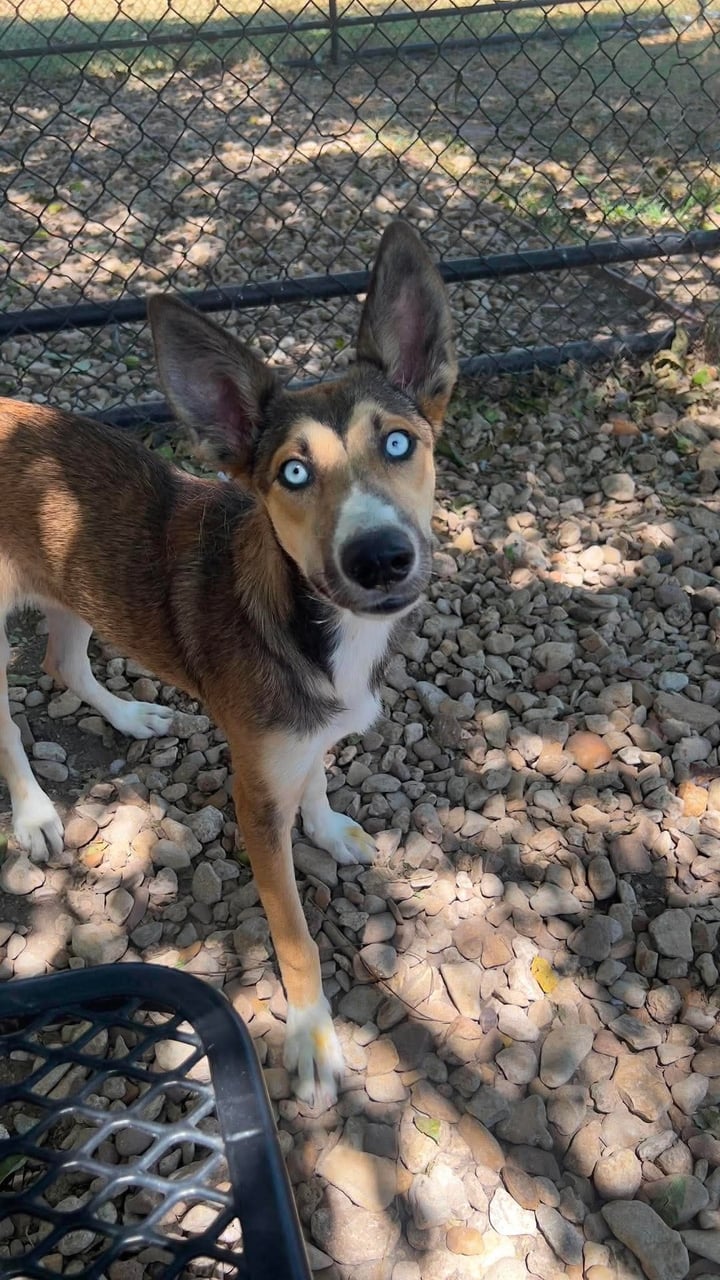 MAGGIE