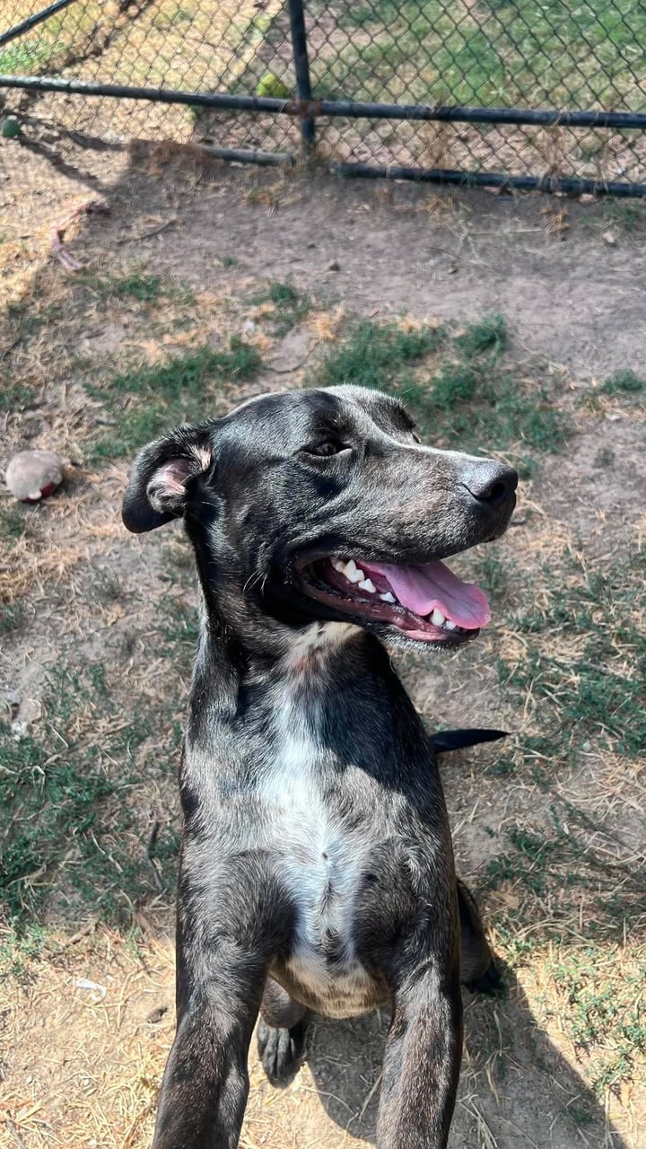 Additional photo of BRUISER