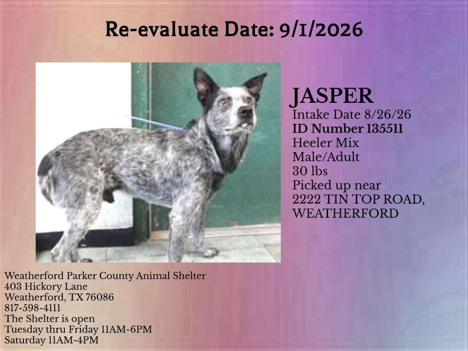 Additional photo of JASPER