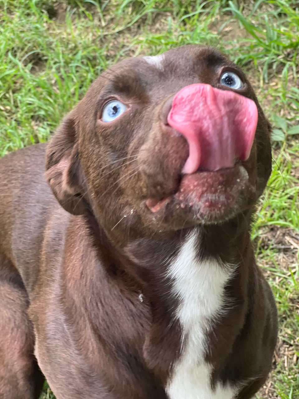 Additional photo of BROWNIE
