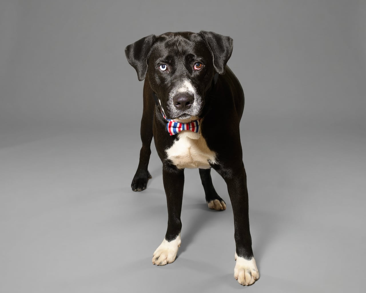 ANDREW, a Labrador Retriever