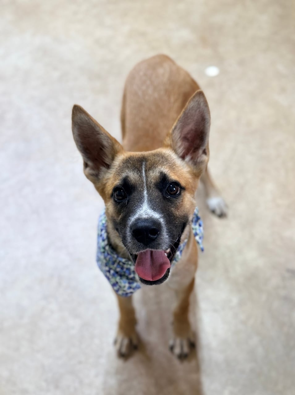 Additional photo of NACHO