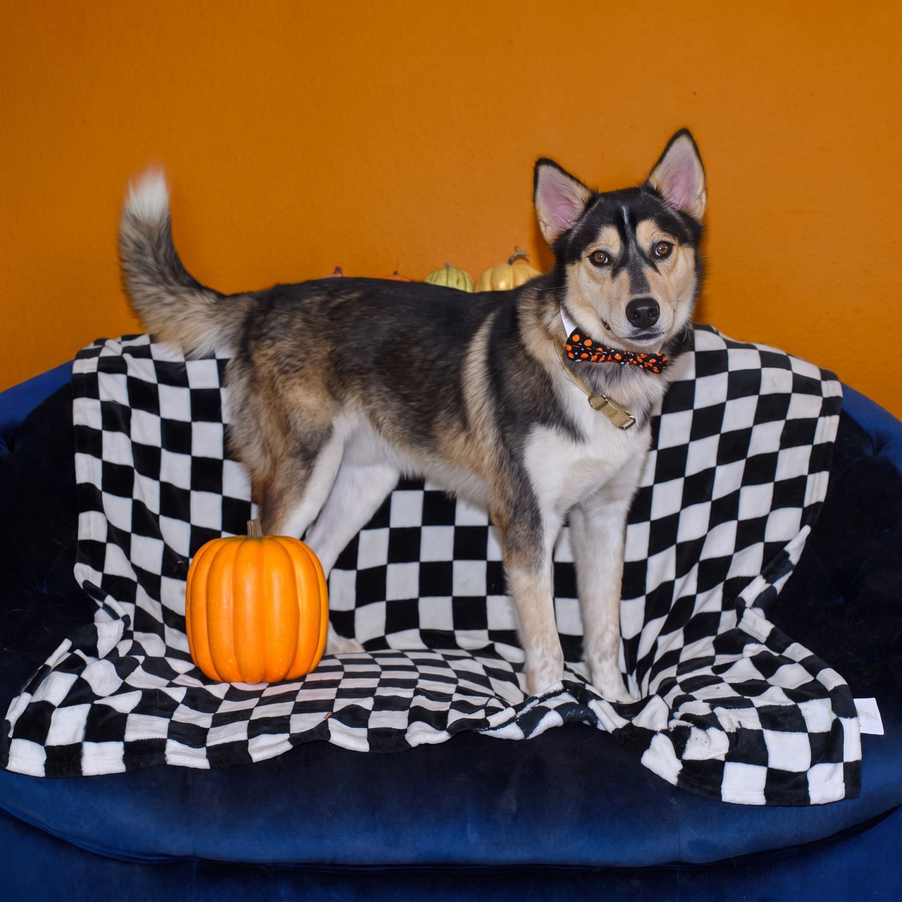 Additional photo of RILO