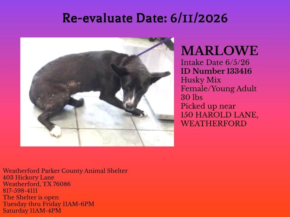 MARLOWE, a Husky