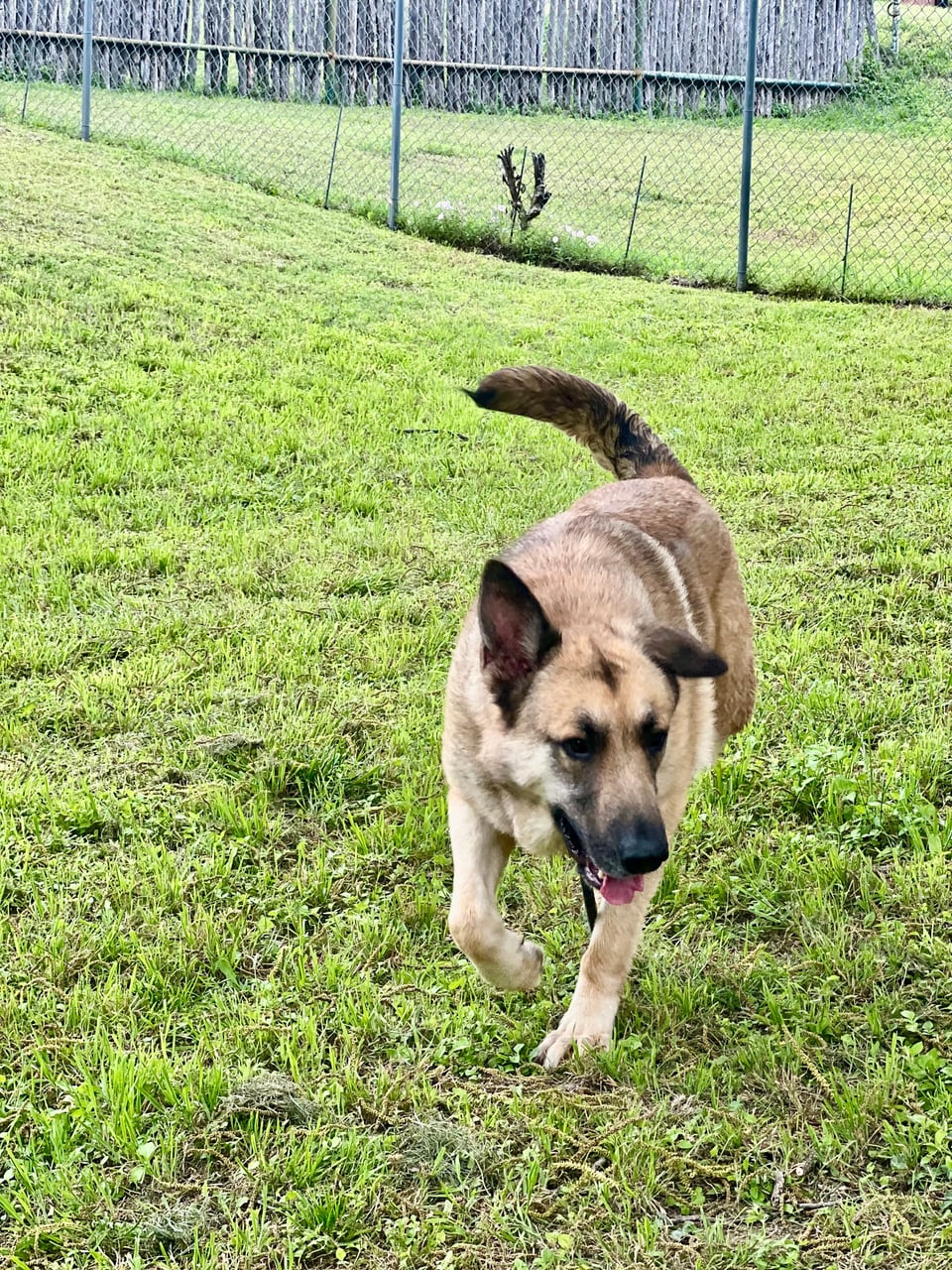 ELECTRA, a German Shepherd